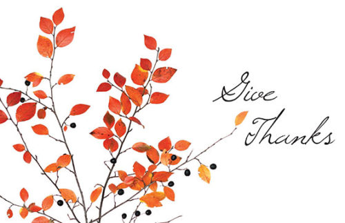 Autumn Branches Thanksgiving Postcard